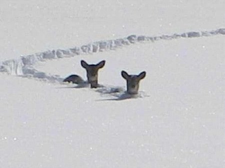 Rehe-Durchblick